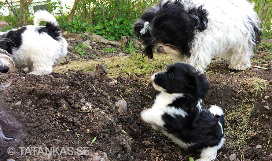 Bichon Havanais puppies