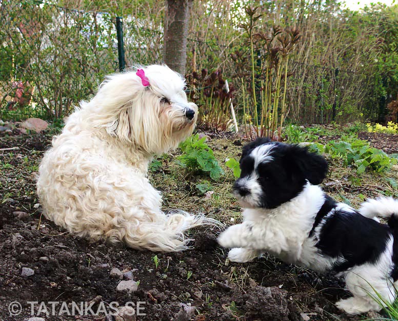 Bichon Havanais puppies