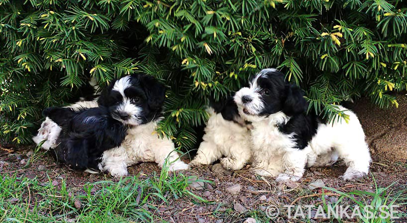 Bichon Havanais puppies