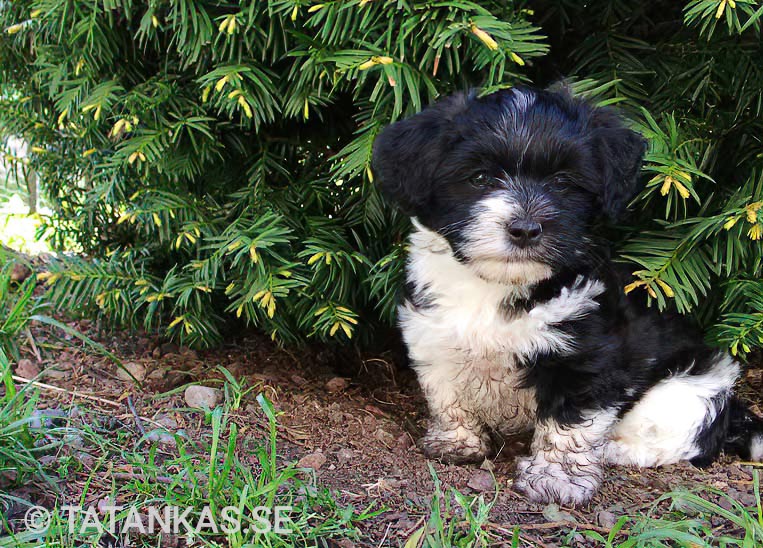 Bichon Havanais puppies
