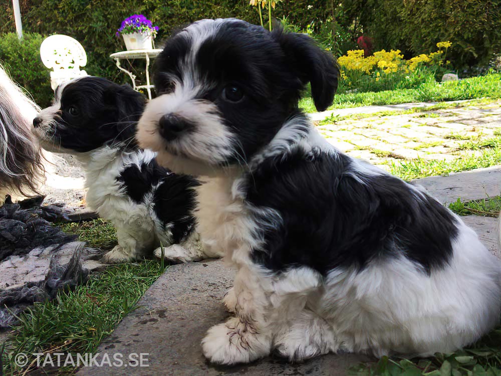Bichon Havanais puppies