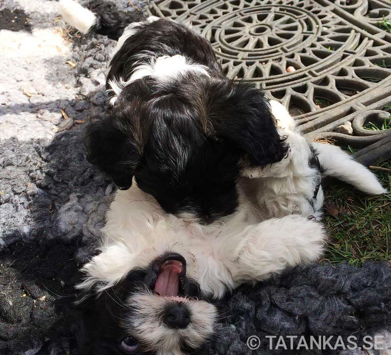 Bichon Havanais puppies