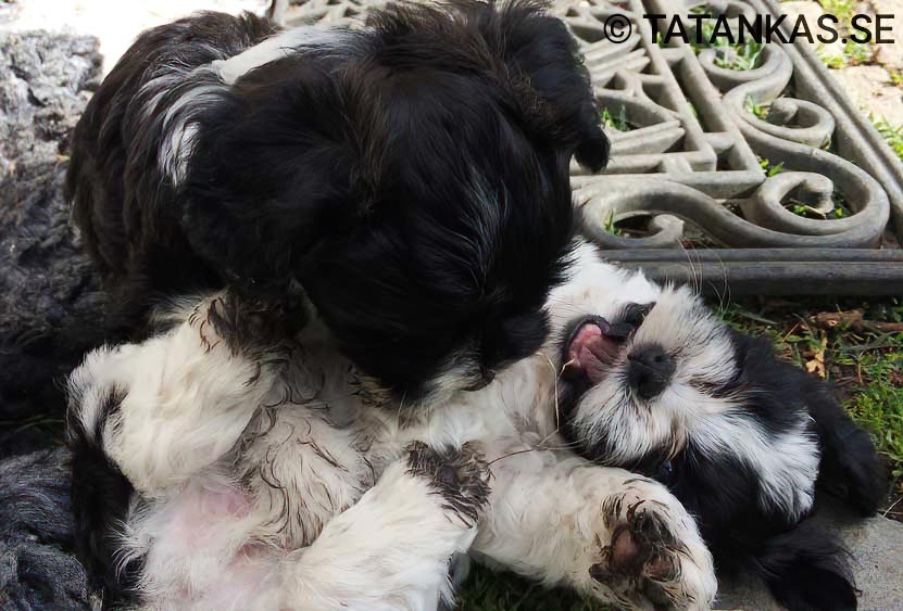 Bichon Havanais puppies
