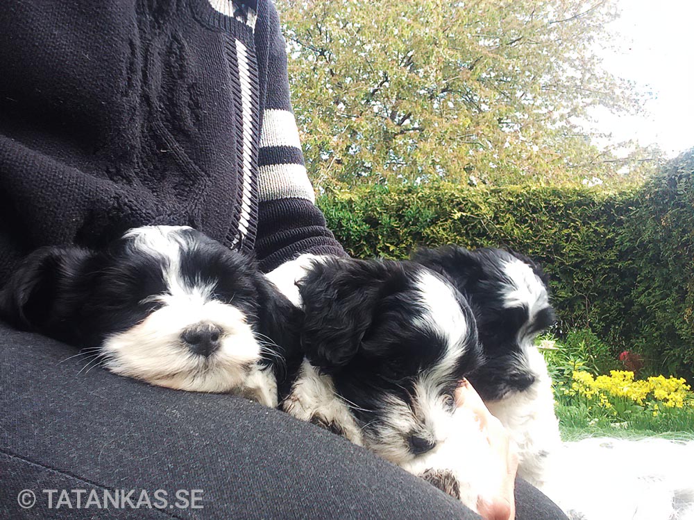 Bichon Havanais puppies