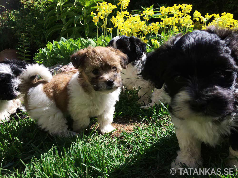 Bichon Havanais puppies