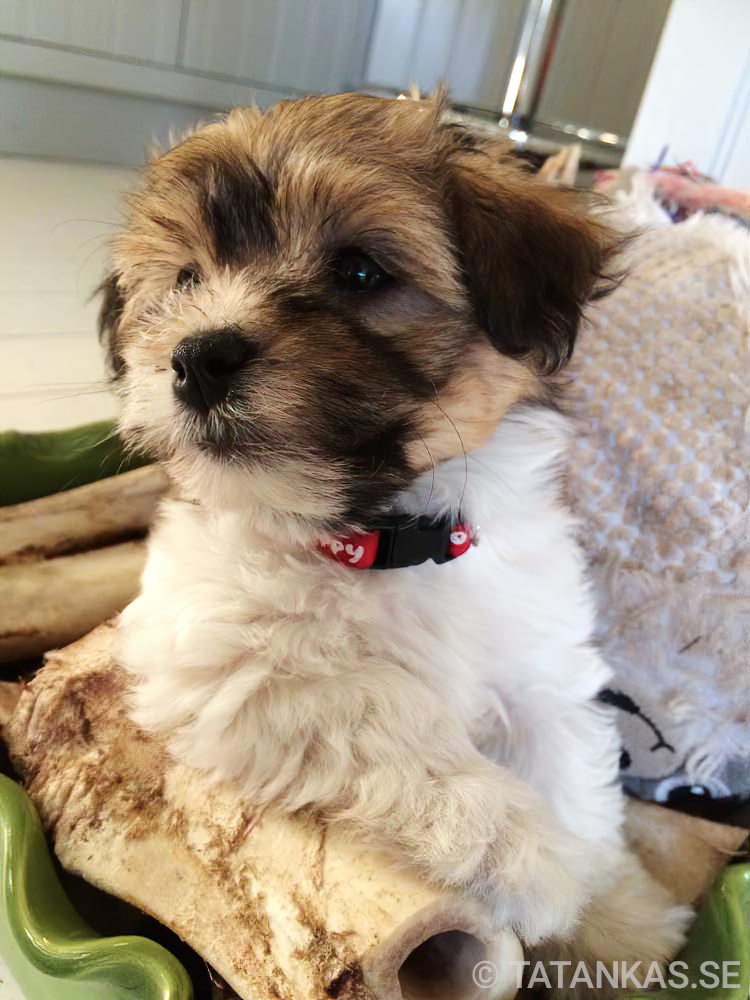 Bichon Havanais puppies