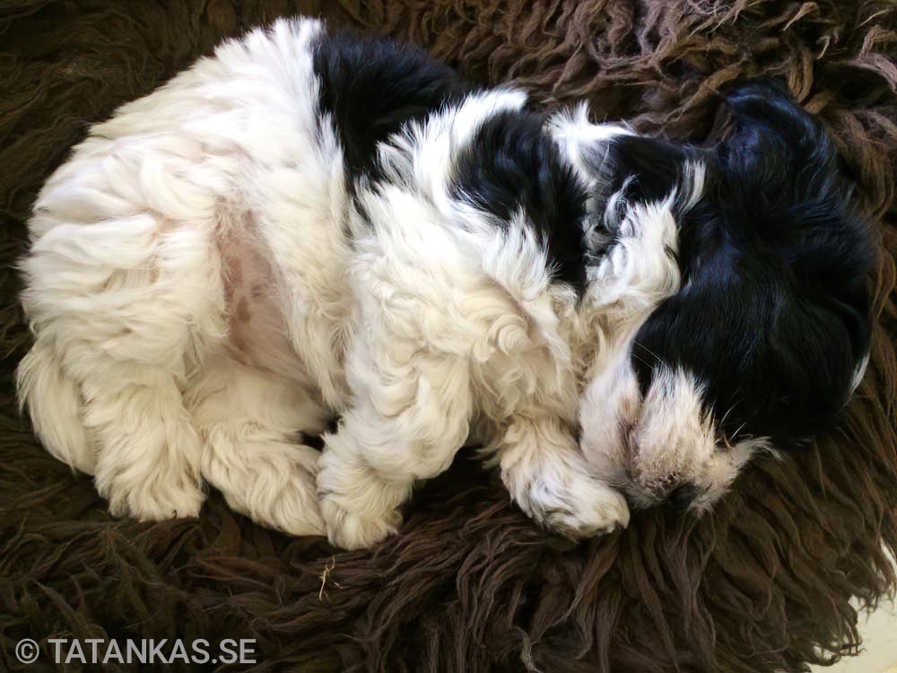 Bichon Havanais puppies