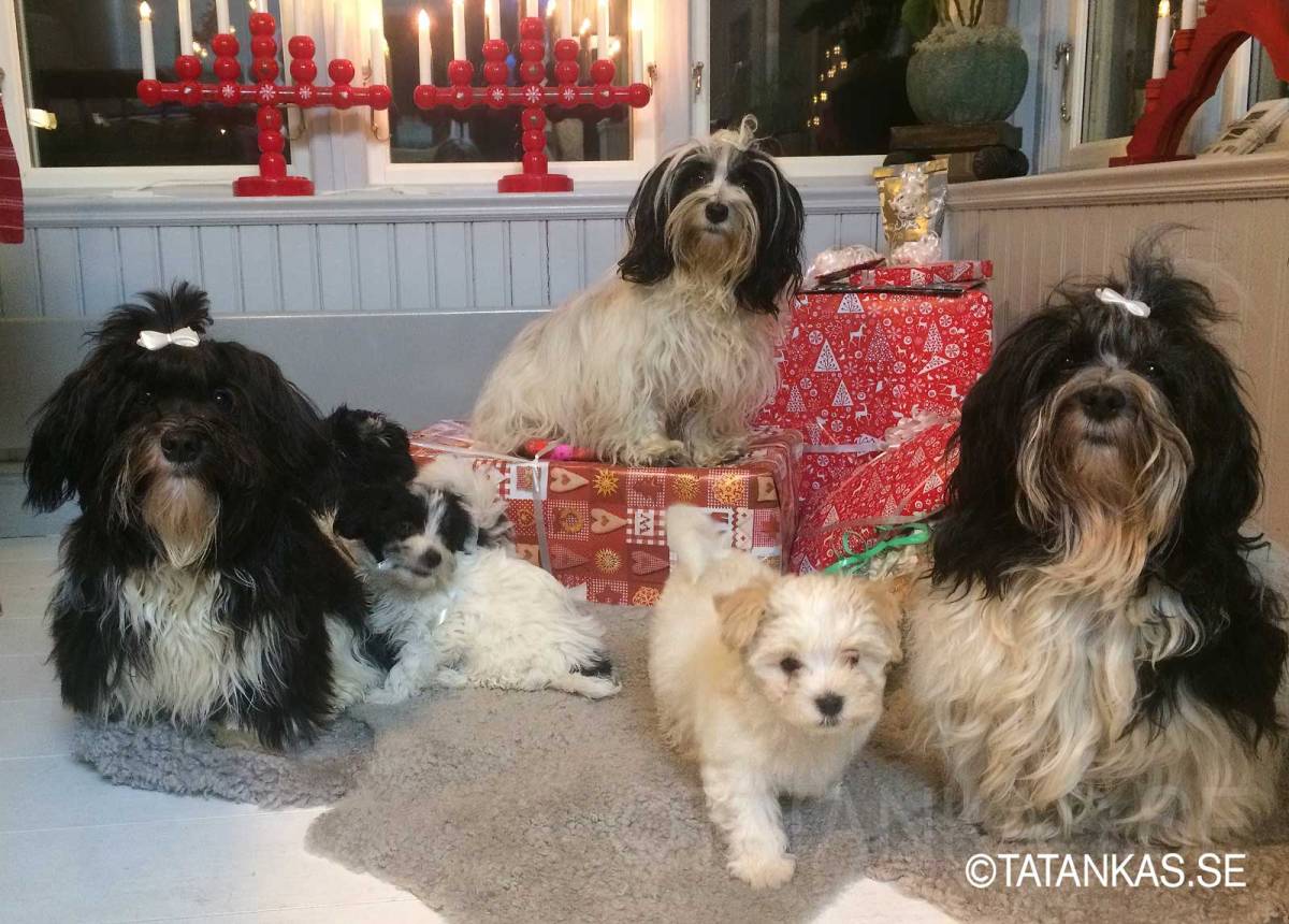 En julhälsning 2020 med hundar från Tatankas Kennel och valpar från G-kullen