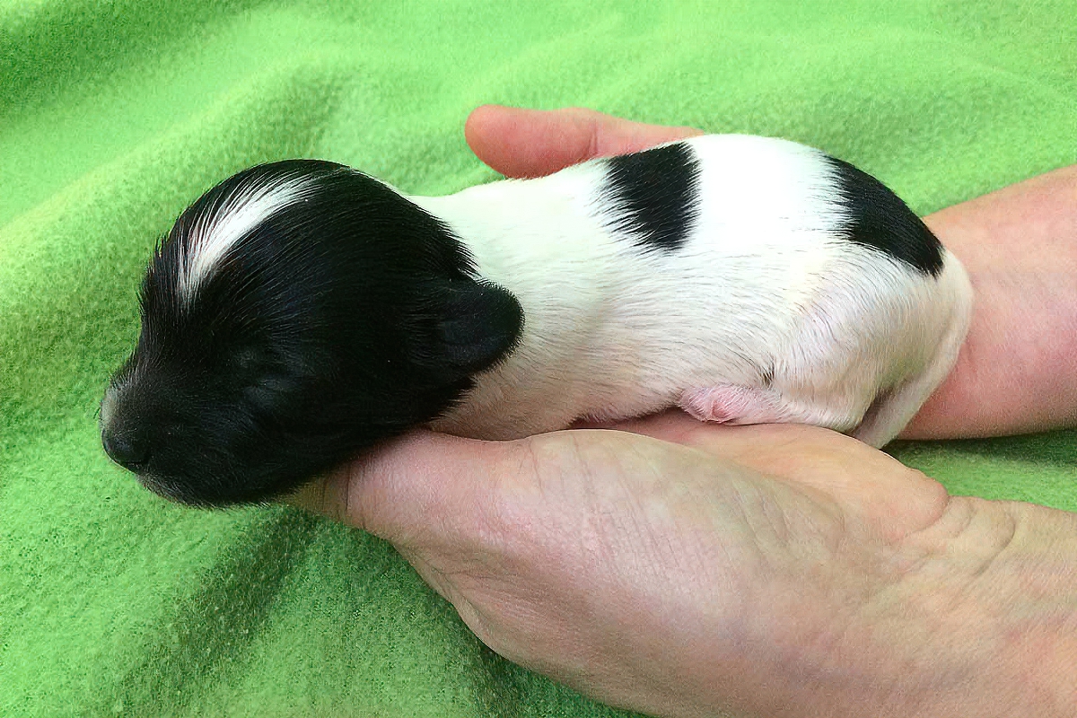 Example of black and white Bichon Havanais puppy, four days old
