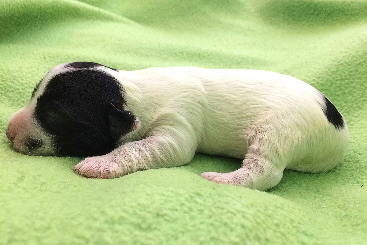 Example of black and white Bichon Havanais puppy, four days old