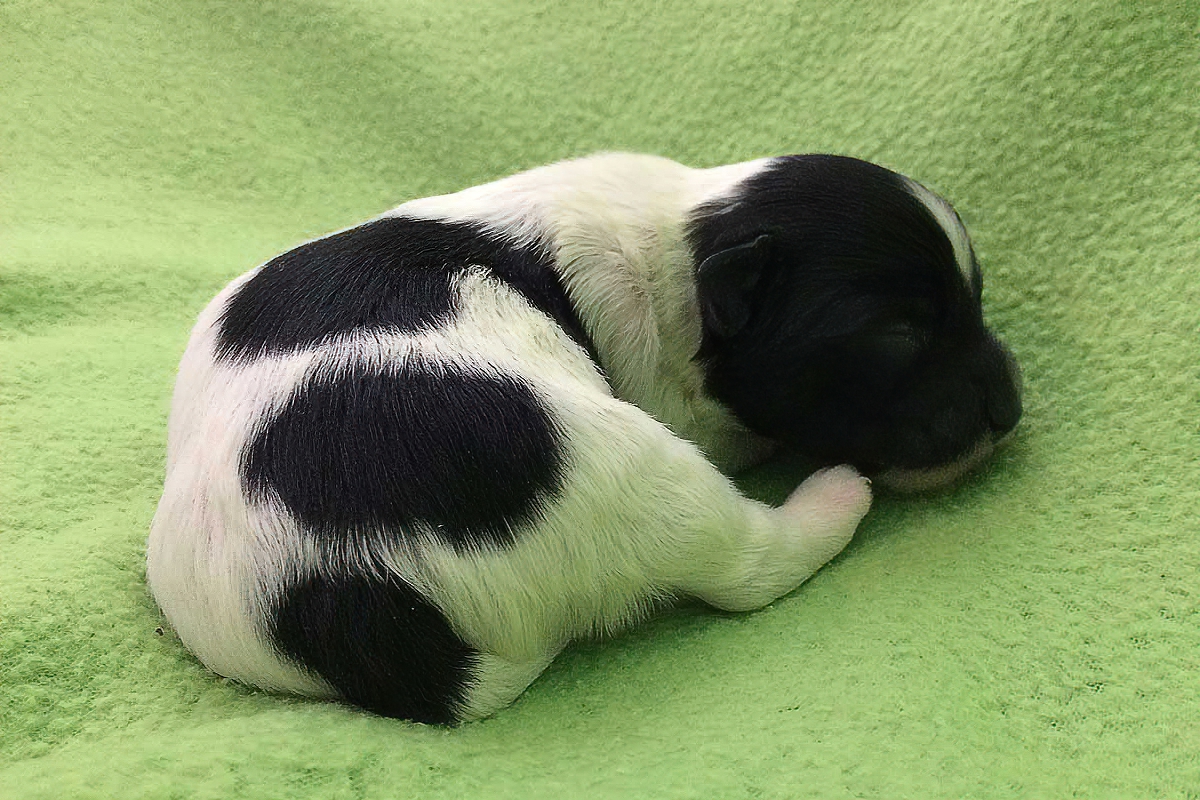 Example of black and white Bichon Havanais puppy, four days old