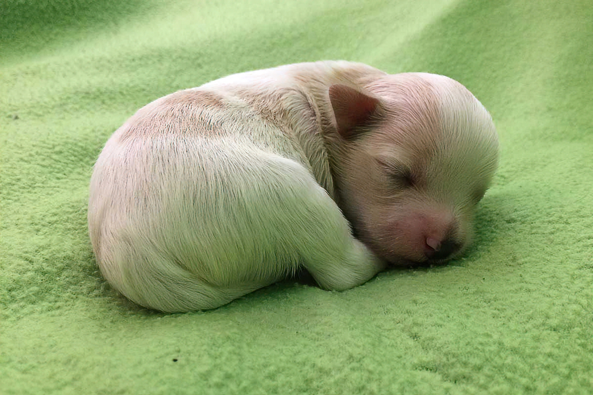 Example of a light and white Bichon Havanais puppy, four days old