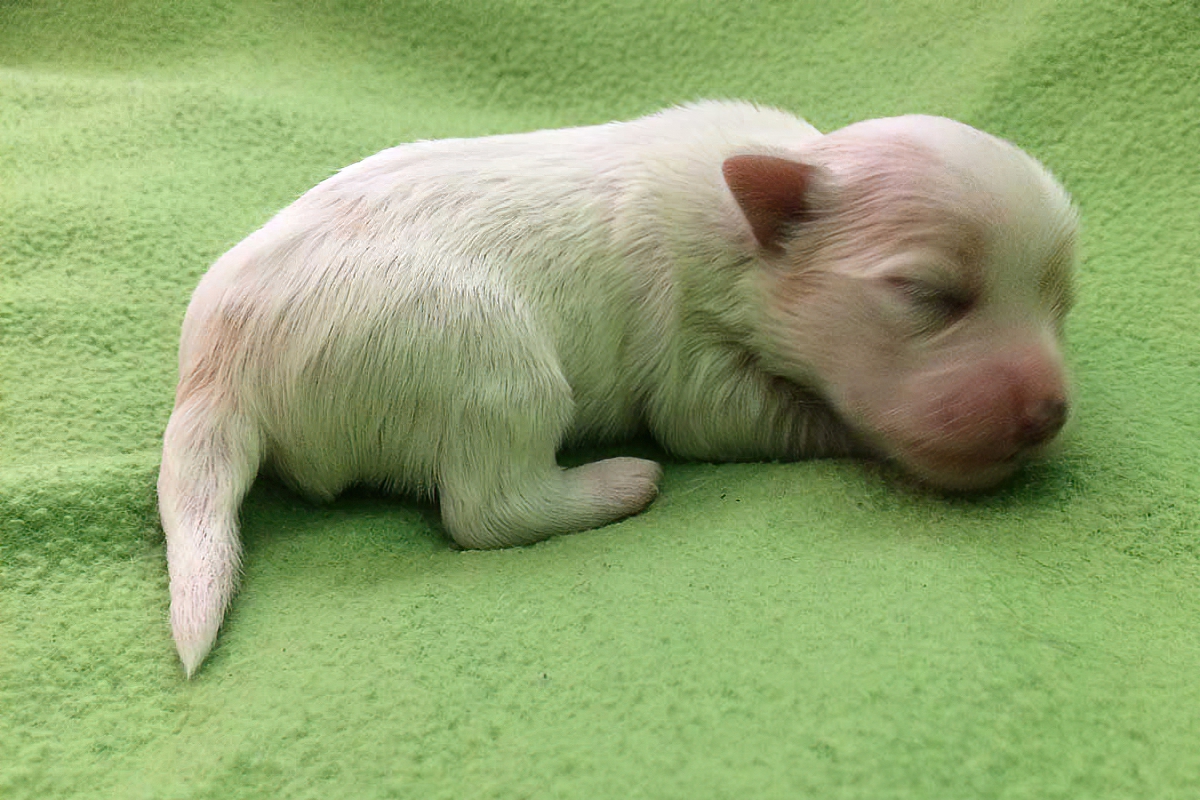 Example of a light and white Bichon Havanais puppy, four days old