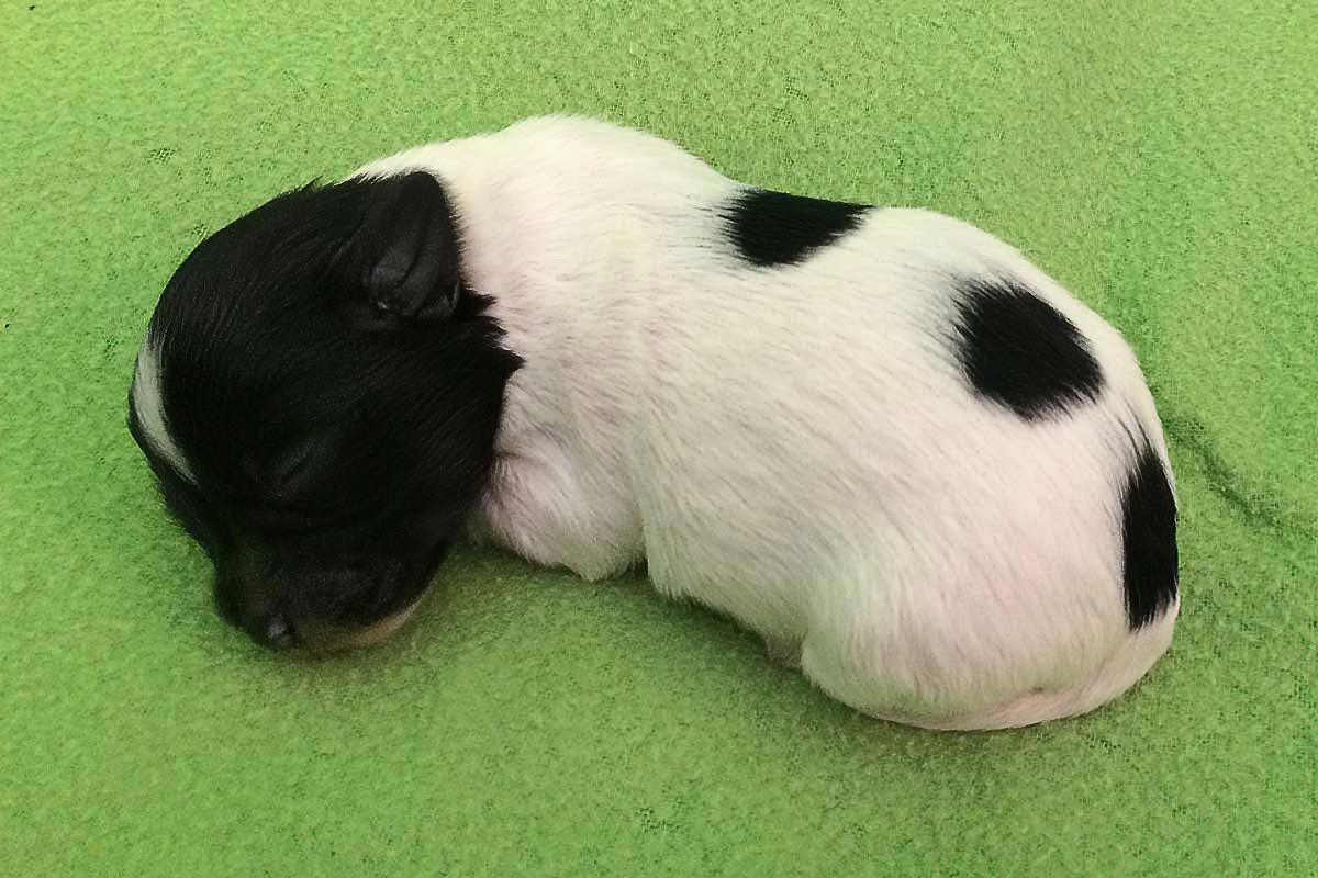 Example of black and white Bichon Havanais puppy, four days old