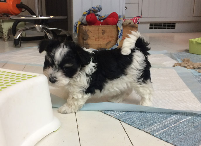 Bichon Havanais puppy valp i köket