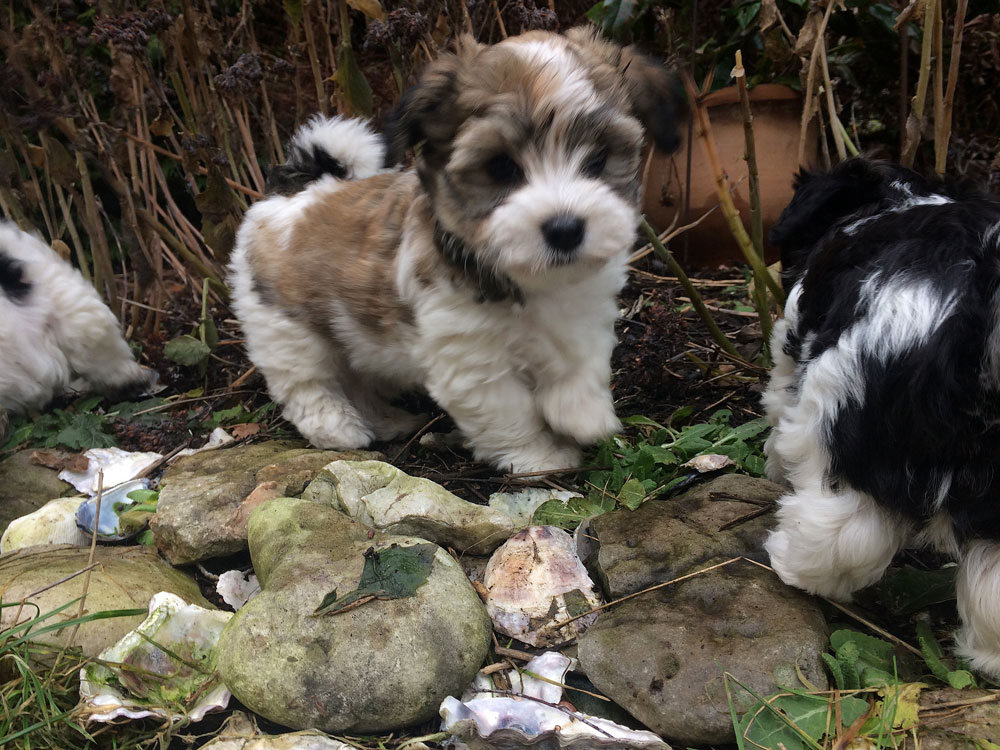 Bichon Havanais puppy valp funderar