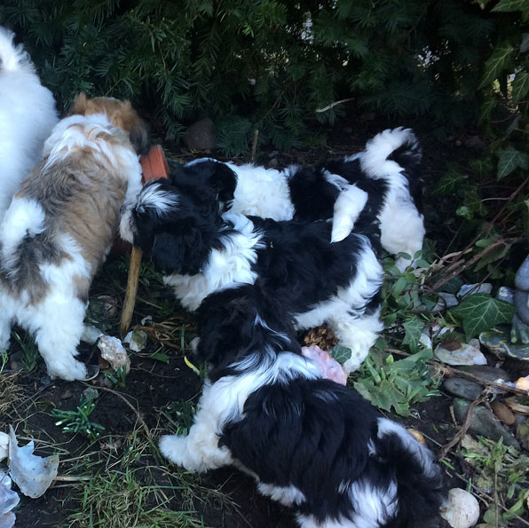 Bichon Havanais puppy valp i busken