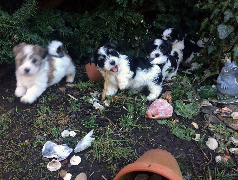 Bichon Havanais puppy valp på upptäcktsfärd