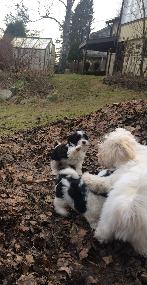 Bichon Havanais puppy valp med Fredde