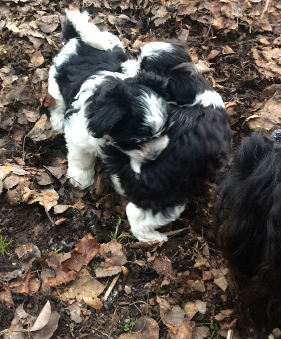 Bichon Havanais puppy valp bråkar och leker