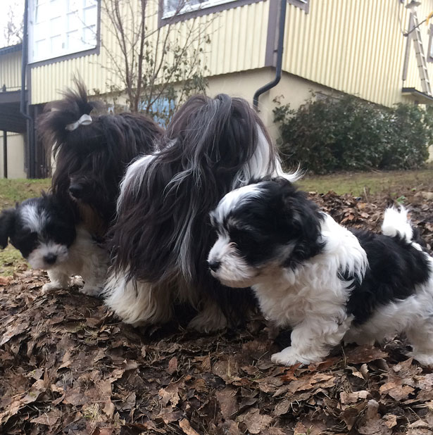 Bichon Havanais puppy valp med Chippen