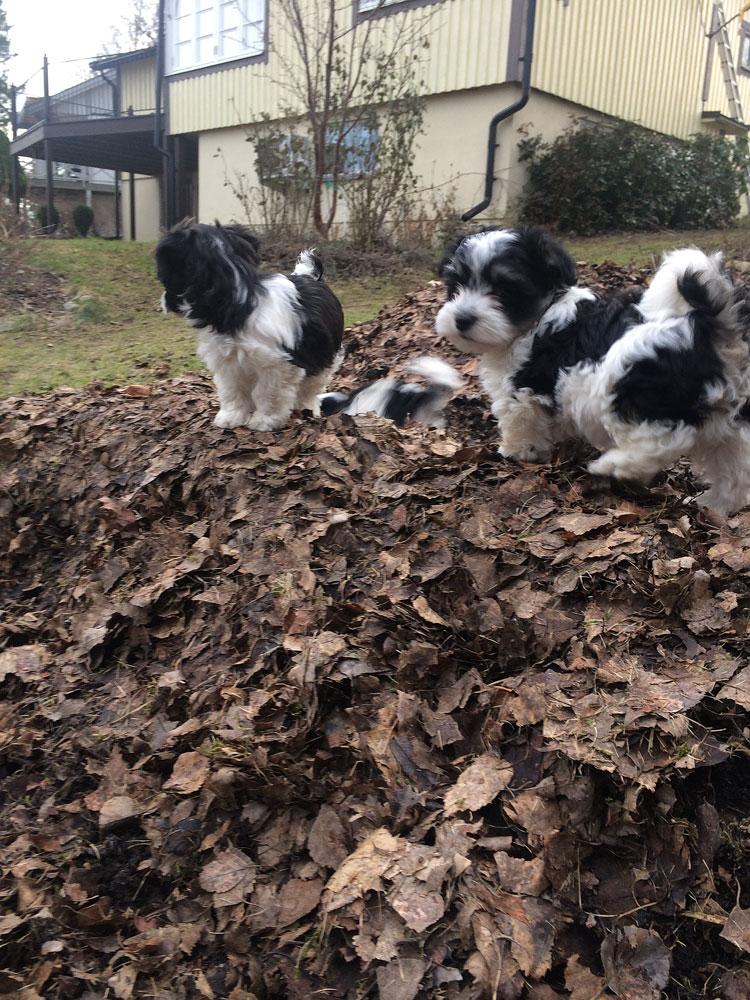 Bichon Havanais puppy valp mitt i vintern fast grön gräsmatta