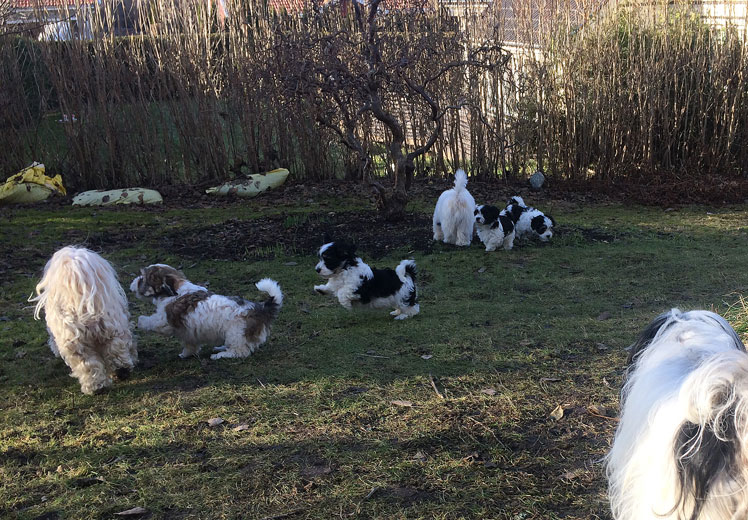 Bichon Havanais puppy valp gruppbild