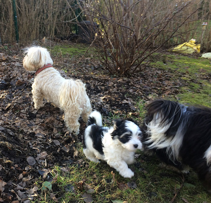 Bichon Havanais puppy valp i trädgården