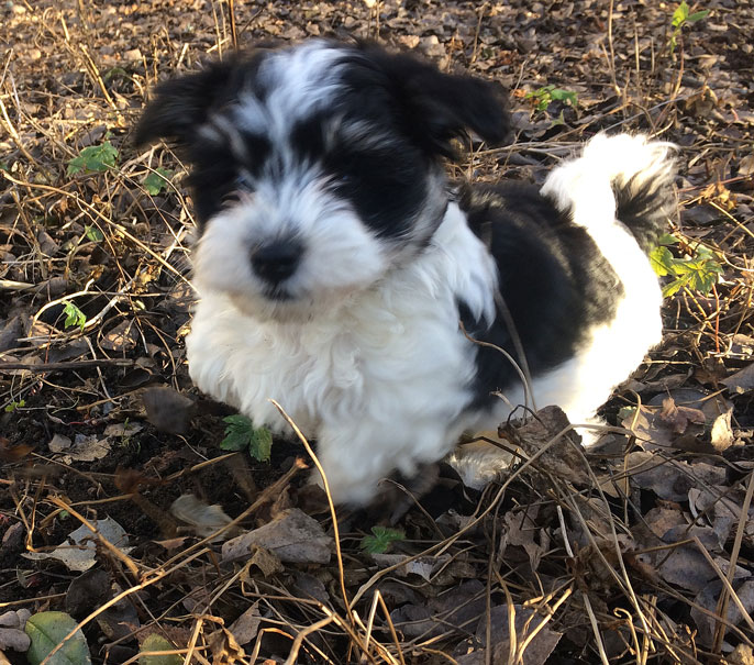 Bichon Havanais puppy valp springer