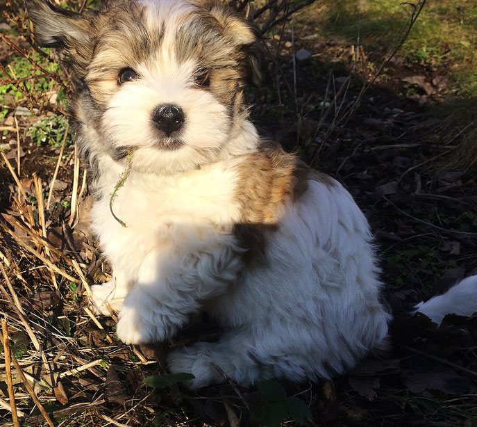 Bichon Havanais puppy valp i solen