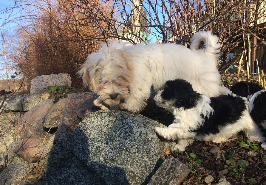 Bichon Havanais puppy valp leker på stenar