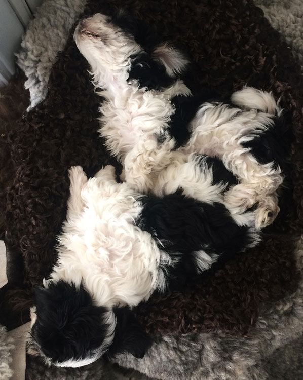 Bichon Havanais puppy valp sover