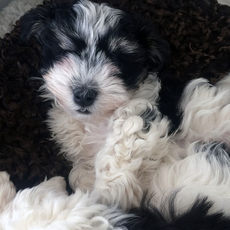 Bichon Havanais puppy valp portrait