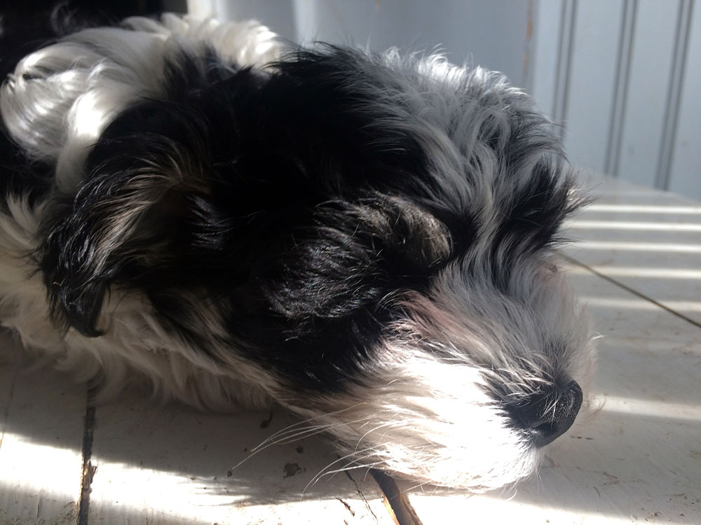 Bichon Havanais puppy valp close up