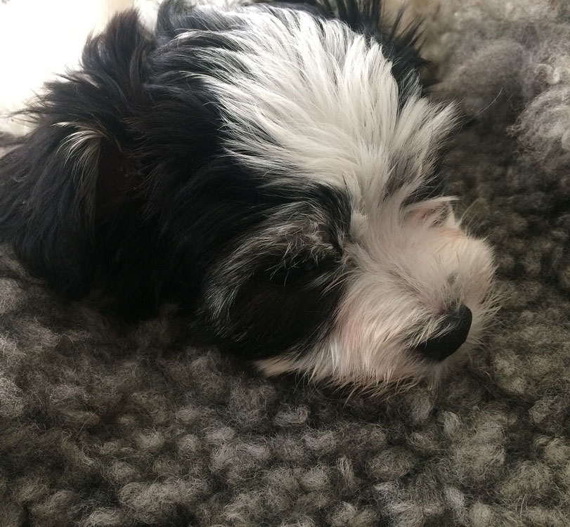 Bichon Havanais puppy valp