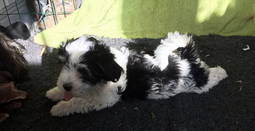 Bichon Havanais puppy valp