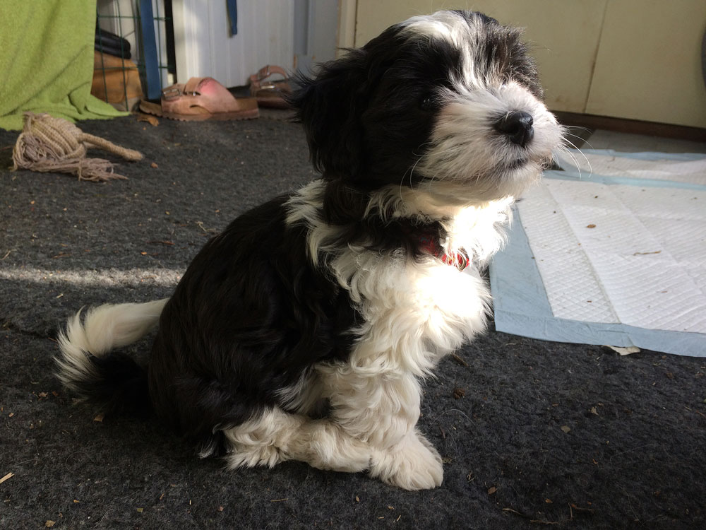 Bichon Havanais puppy valp