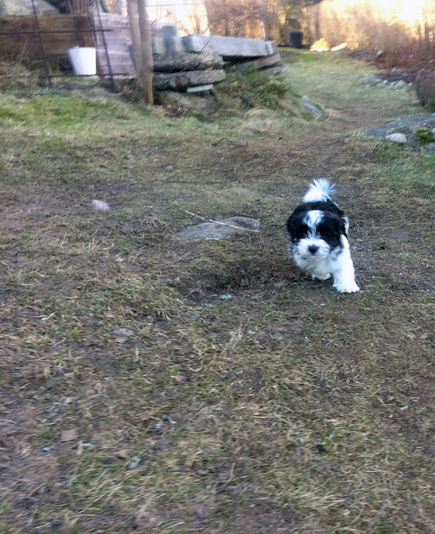 Bichon Havanais puppy valp