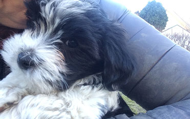 Bichon Havanais puppy valp