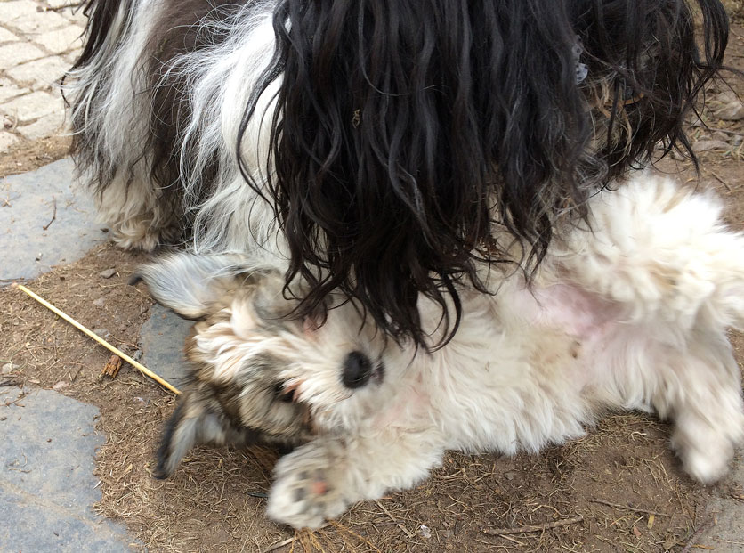 Bichon Havanais puppy valp