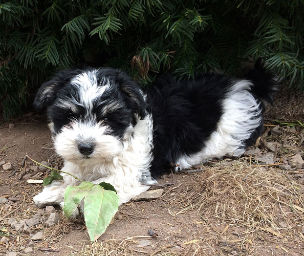 Bichon Havanais puppy valp