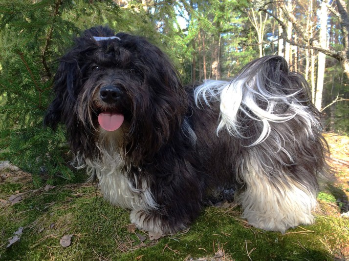 Bichon Havanais Chippen 1 år