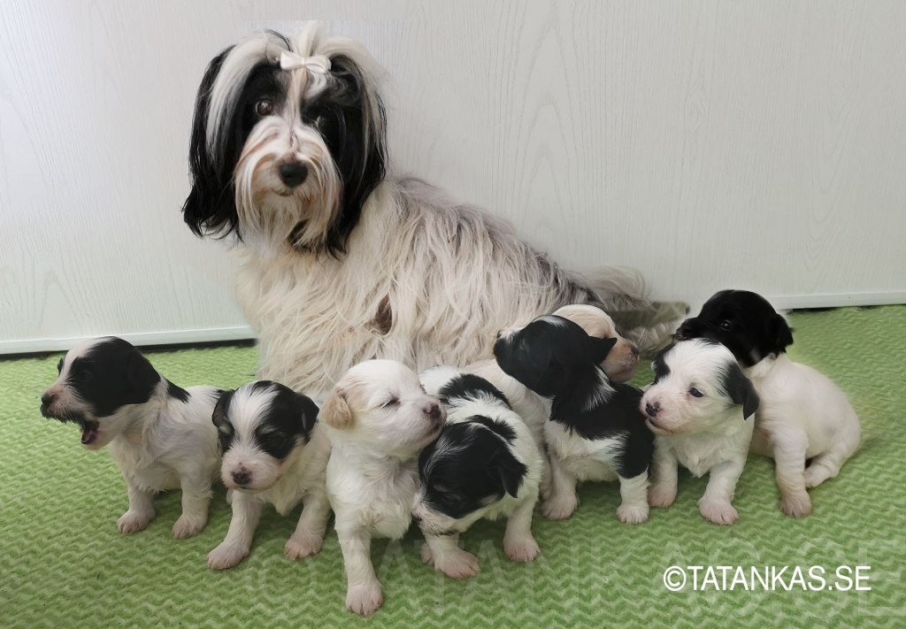 Bichon Havanais puppies J-kullen
