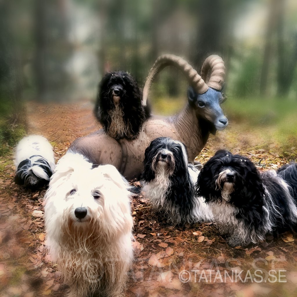 Bichon Havanais i skogen