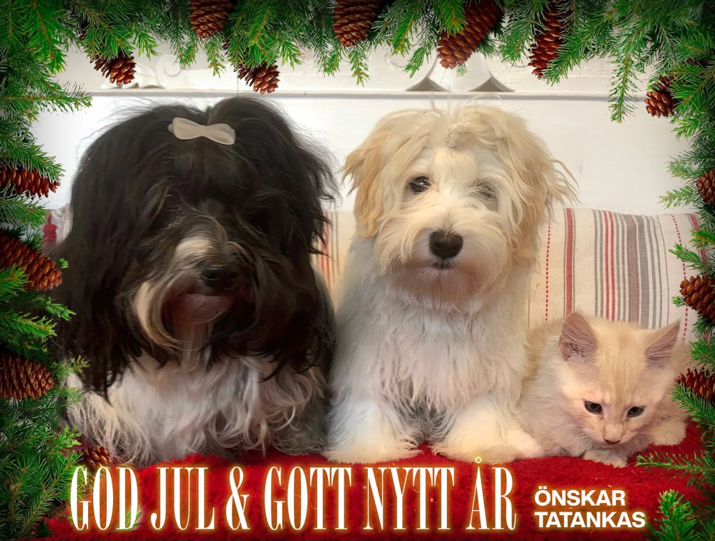 bichon havanais and cat wishing happy holidays