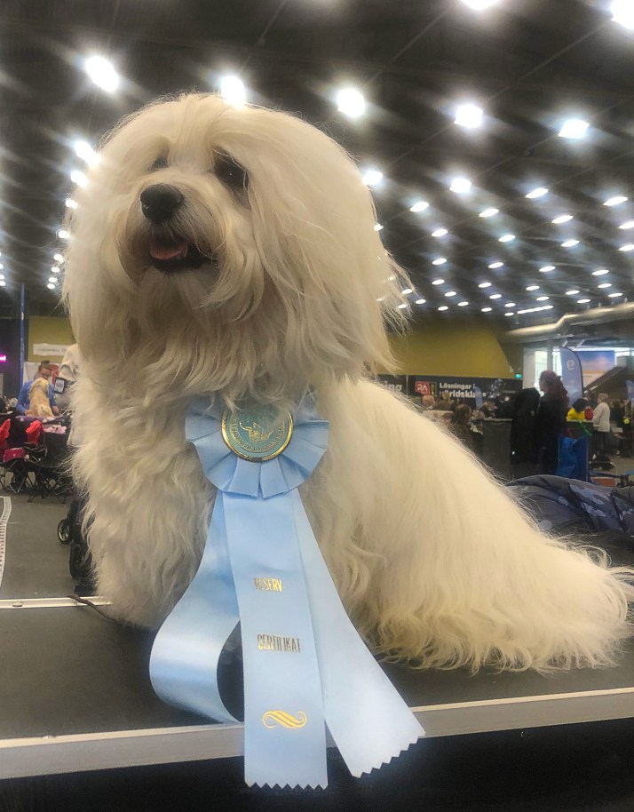 Fredde vinner cert i västerås april 2022