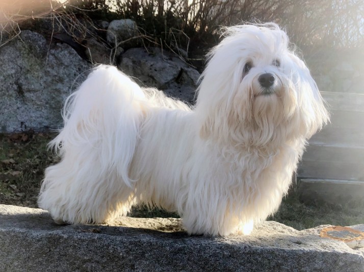 Fredde står på en sten och tittar mot kameran