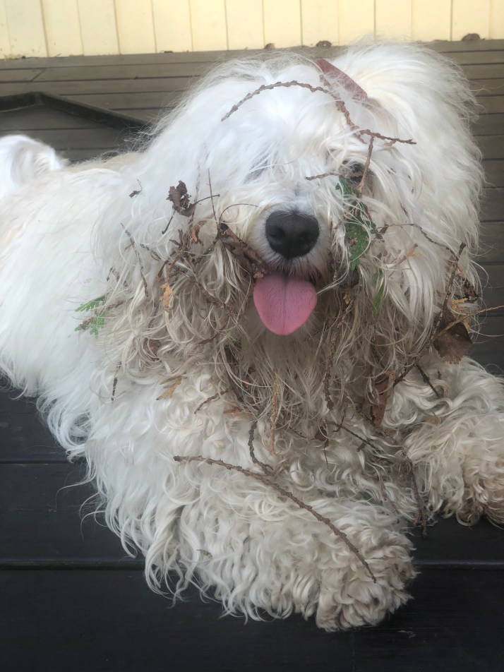 Fredde har en massa kvistar och strån i pälsen från en glad runda i ett buskage