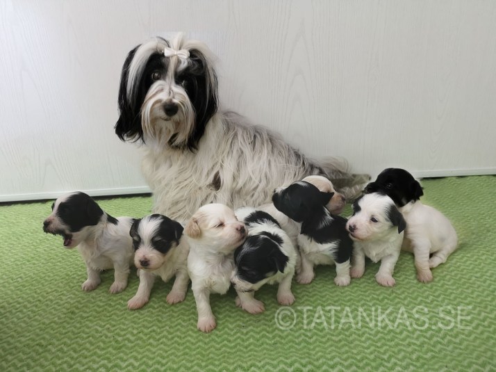 Tanka fick åtta tikvalpar i J-kullen