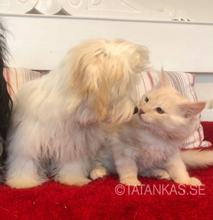 Kela nosar på sin kattkompis Prinsen